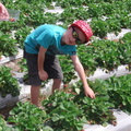 20081027 Strawberry Picking Caloundra  4 of 11 